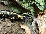 Foltos szalamandra (Salamandra salamandra) foltos változat