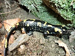 Foltos szalamandra (Salamandra salamandra) foltos változat