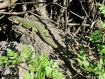 Zöld gyík (Lacerta viridis)