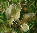 Borzas bükköny (Vicia hirsuta) és egy vendége