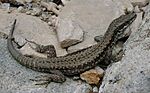 Fali gyík (Podarcis muralis)