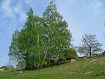 Nyírfa - megfogott...