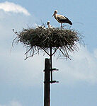 Gólyák a falu határában