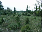 Borókás
