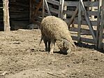 Mangalica