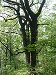 Entek