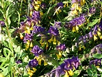 Kéküstökű csormolya (Melamphyrum nemorosum)