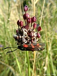 Csüngő lepke (Zygaena spp.)