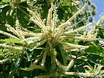Szelíd gesztenye (Castanea sativa) virágzata