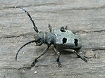 Gyászcincér (Morinus funereus)
