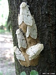 Gyapjaslepkék (Lymantria dispar) útközben