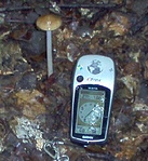 Fokhagymaszagú szegfűgomba