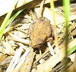 két centis béka