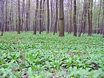 Medvehagyma-erdő