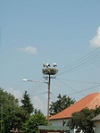 Egy fészeknyi gólya