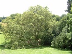 Platán