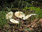 Tölcséres