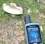 Varashátú galambgomba