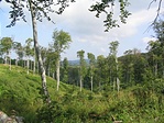 Nádajtó-árok