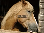 Paci-Profil