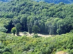 Tisztás vadlessel