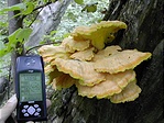 Sárga gévagomba (Laetiporus sulphureus (Bull.:Fr.)Murr. ) ?