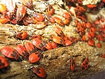 bodobacsok