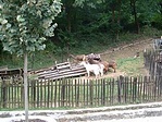 csárda melletti karám a kecskékkel