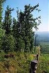 Ott a tuskó