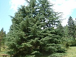 Arborétum-részlet 1
