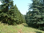 Arborétum-részlet 2