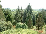 Arborétum-részlet 3
