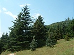 Arborétum-részlet 4