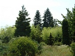 Arborétum-részlet 5