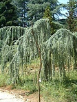 Érdekes fenyő