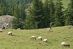 Pózoló pásztor, kitömött birkákkal