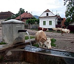 Gyülekezik a gulya