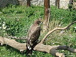 Pusztai sas (Aquila rapax)