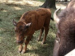 Pici bölény (Bison bison)