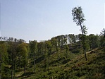Fák