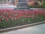 Tulipánok