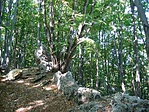 Erdő