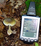Amanita phalloides