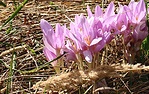 csokor