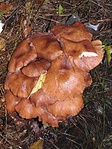 Gombacache