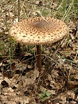 Nagy őzlábgomba (Macrolepiota procera)