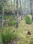 Kis-Mohos-tó 2.
