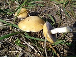 latin név: Stropharia coronilla