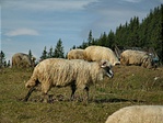 Birka