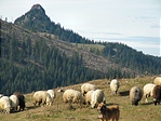 Birka + veszett kutya